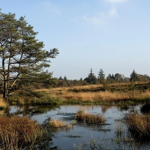 Symbolbild Heide Bredstedt