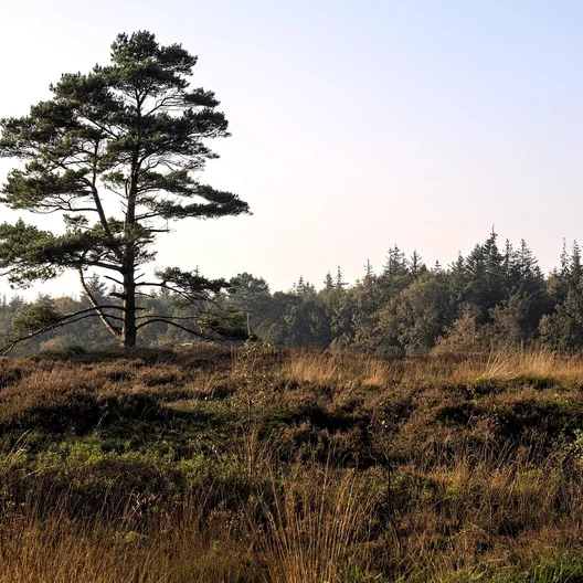 Langenhorner Heide Symboldbild
