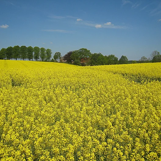 Rapsfeld Schleswig-Holstein Norderstedt Symbolbild
