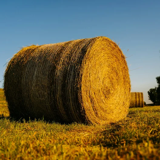Abgemähtes Feld - Symbolbild Bönen